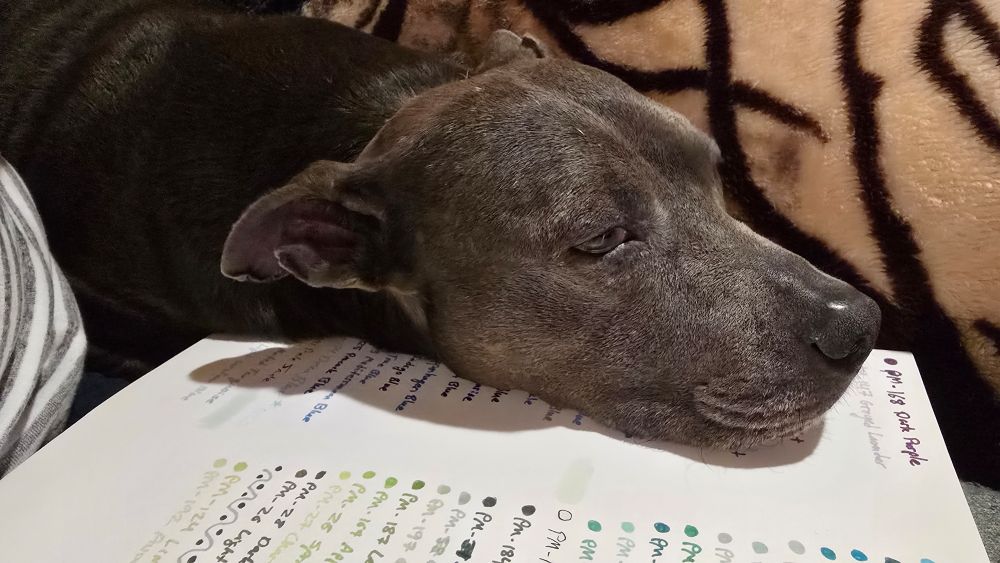 american pitbull terrier using part of an open sketchbook as a pillow