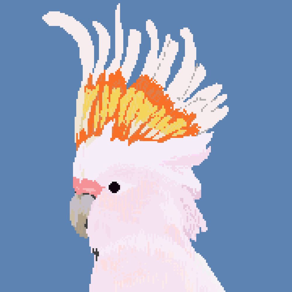 Pixel art profile picture of a light pink cockatoo head. The feather hood is coloured in light and bright yellows and orange.
