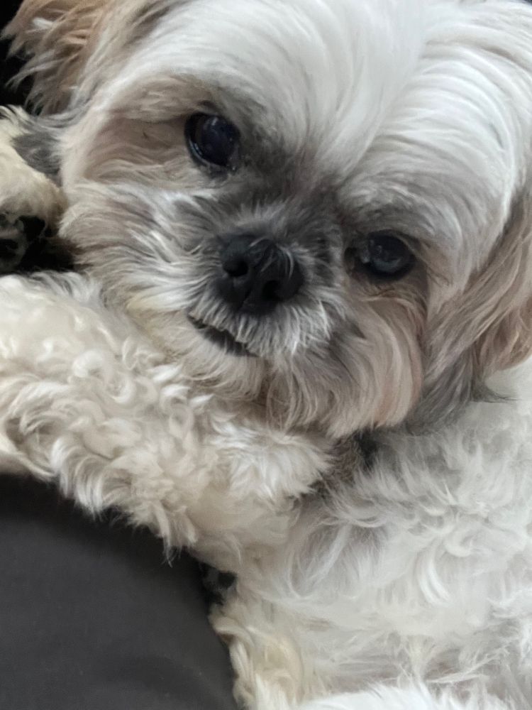 Annie, a white shih tzu lying down on a pillow close up