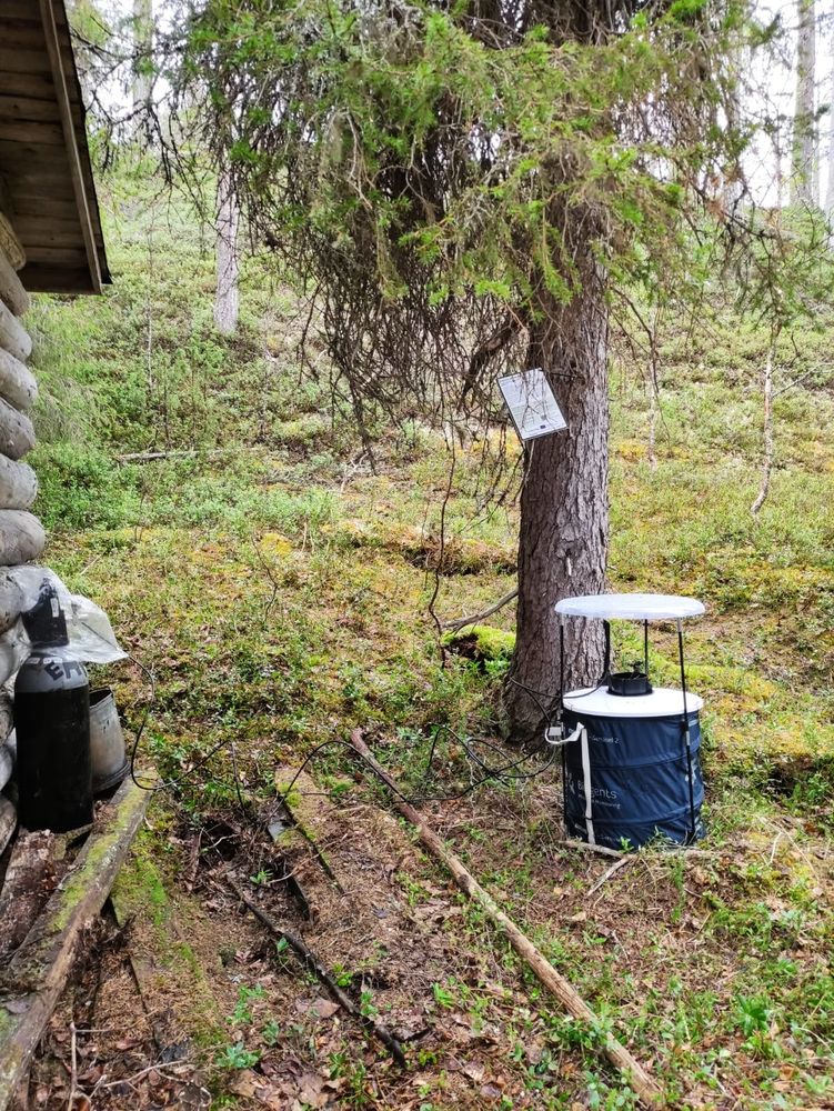 Kuvassa on sammaleinen rinne, jonka juurella seisoo jykevä kuusi. Kuusen vierellä on lentäviä hyönteisiä keräävä laite. Laitteen muodostaa sininen, noin puoli metriä korkea lieriö, jonka päällä on neljällä jalalla seisova valoinen katos. Kuvan reunassa näkyy vanhaa hirsirakennuksen seinää ja pieni pala räystästä.