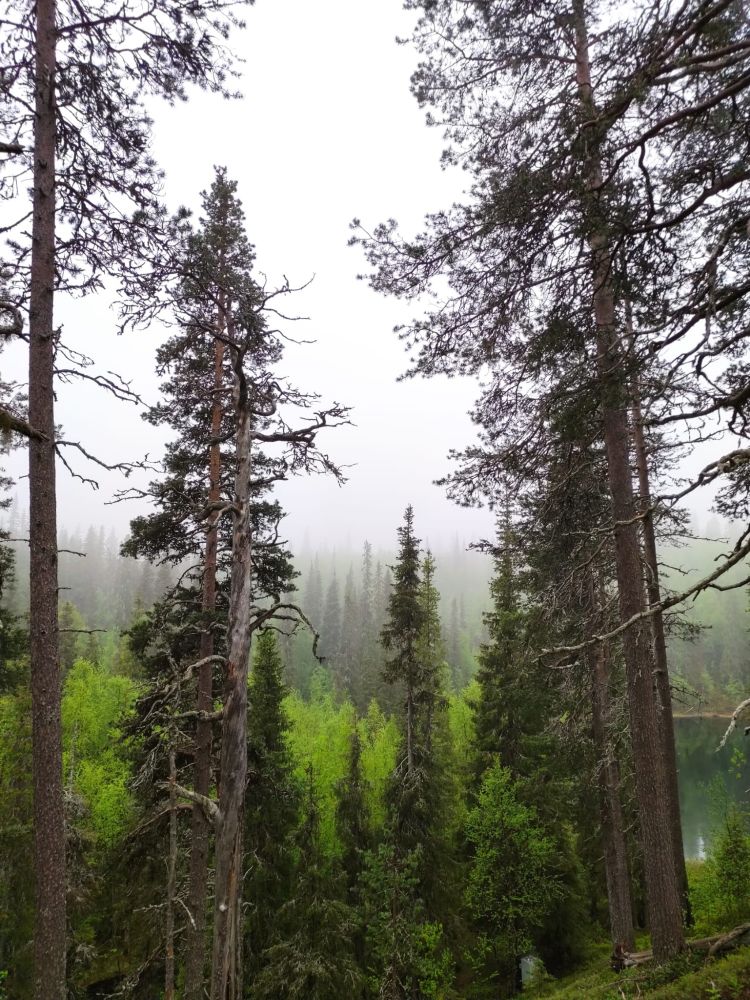 Etualalla isoja mäntyjä ja kuusia, niiden takana alhaalla koivikkoa, joka loistaa alkukesän vaalean vihreässä värissään. Taustalla usvainen taivas. Oikeassa reunassa häivähdys tyyntä järven pintaa.