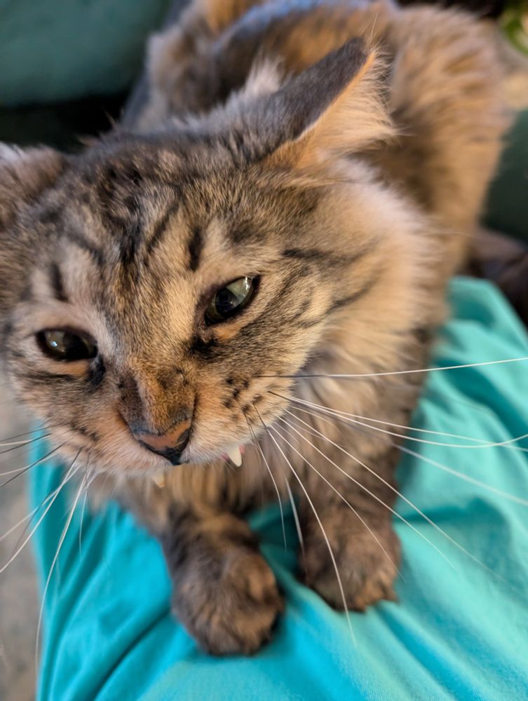 A black and brown fluffy Maine Coon cat is yawning. The picture is taken from above and directly in front of the cats face. The kitty's little canine fangs poke out, but due to the angle and their yawning their lower jaw is not visible. So they kinda look like a scrungly little Nosferatu kitty.