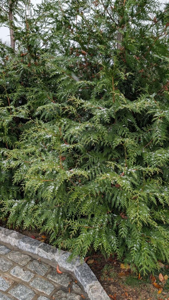 A very little bit of snow sticking to some branches of close together cedar trees