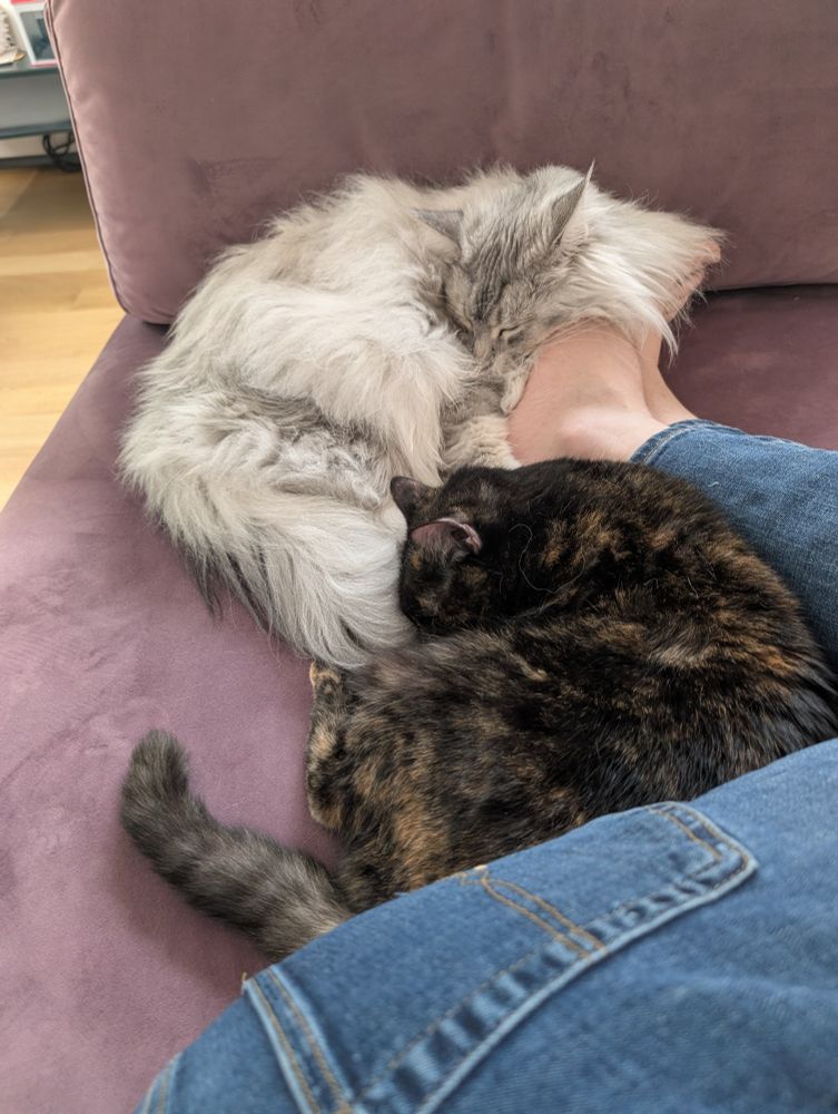 The tortoiseshell cat has not really moved; the grey and white cat has gone into a curl over the feet of the man, only bothering the other cat a little