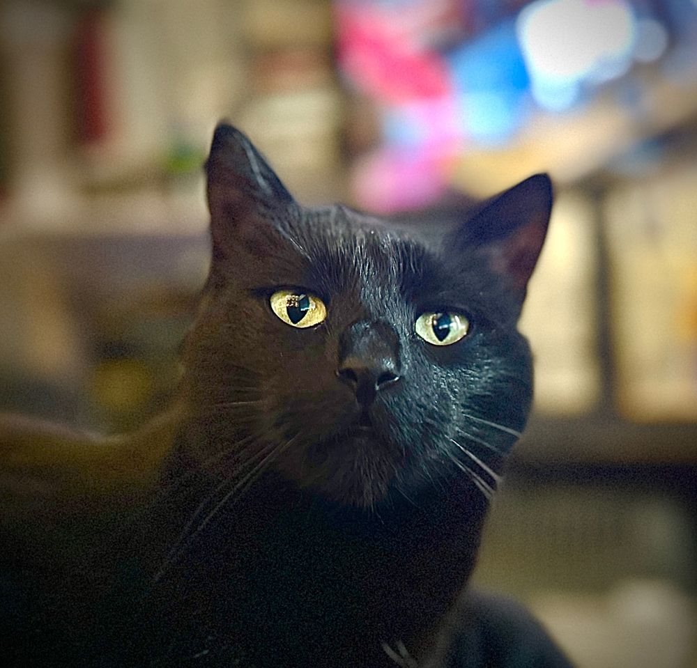 A portrait of my all black cat Tibbles. 