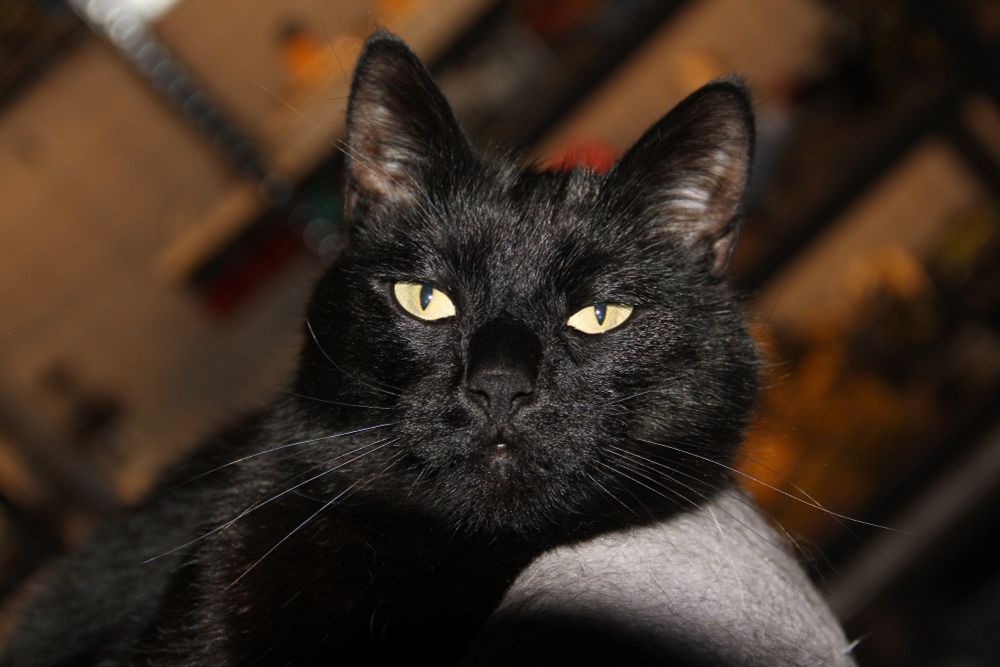 My all black cat Tibbles in a close up portrait shot. 