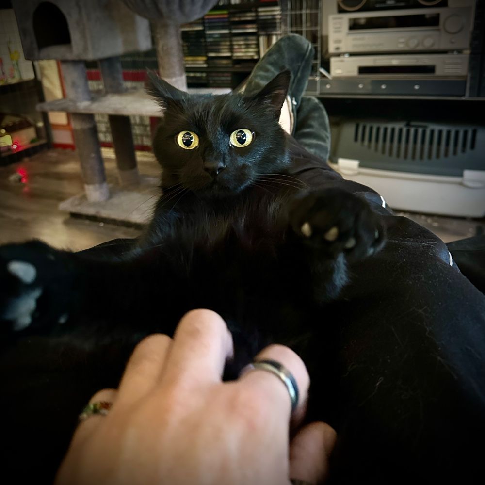 My all black cat Tibbles who landed on his back all by himself while I was petting him and he was enjoying every second of it. But then started to wonder how he ended up there. And ultimately, just after the picture was taken, intervened with an attack on the hand.