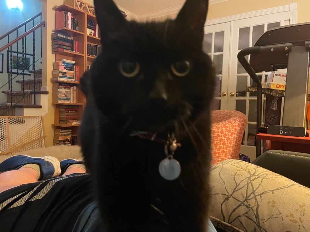 Ivy, a coal-black cat, looks at you.