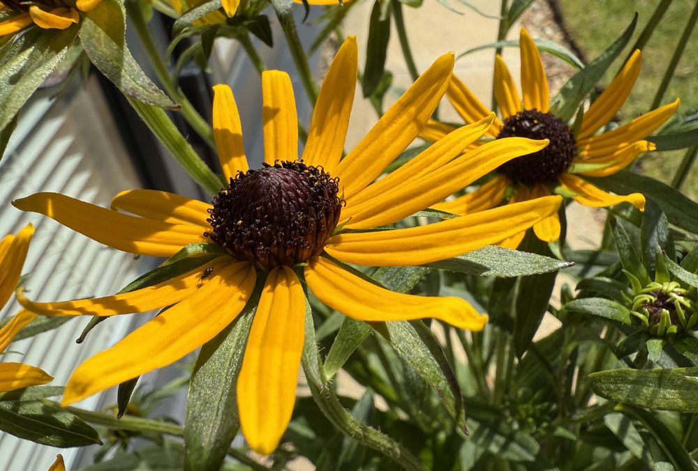 Close up photo of a bright yellow flower - a rudbekia 