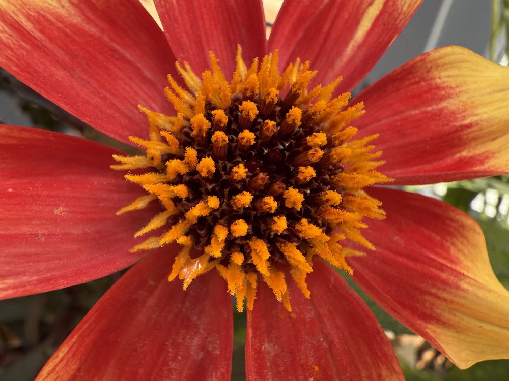 Close up photo of a dahlia red petals and bright orange stamens