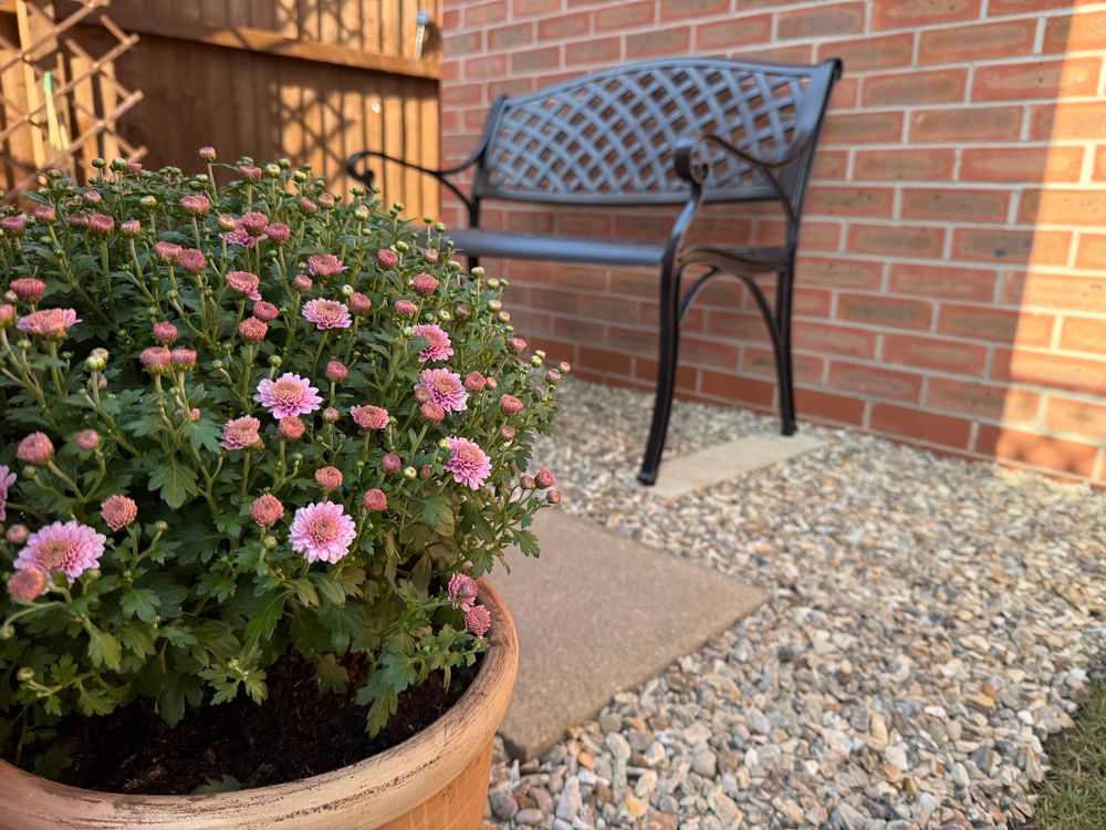 Photo of an antique metal two seater garden bench on some sandy coloured gravel. In the foreground is a pot of pink chrysanthemum 