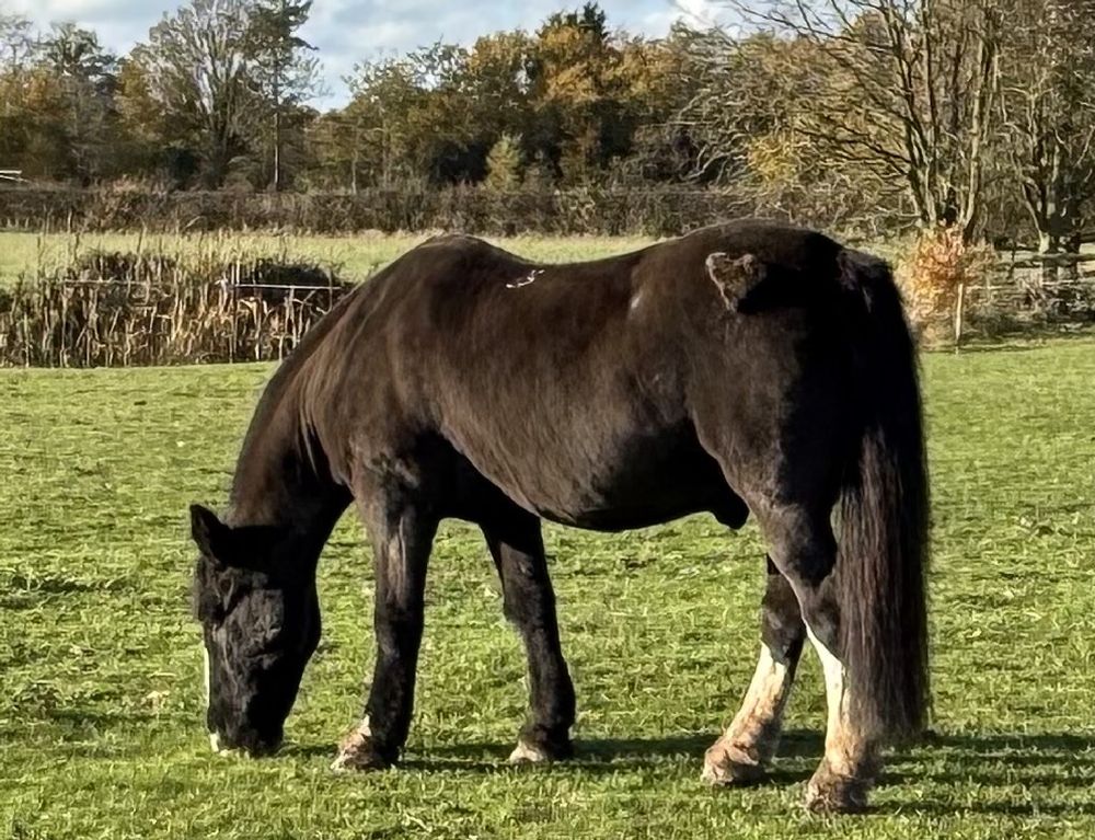A photo of a horse eating grass in a field. On its left rear flank there is a heart shape where its fur has been left long