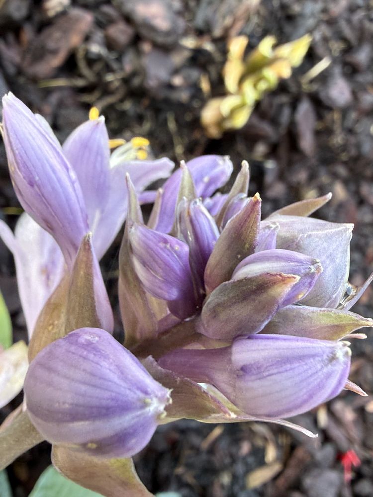 Close up photo of a hosta flower. A pale lilac colour