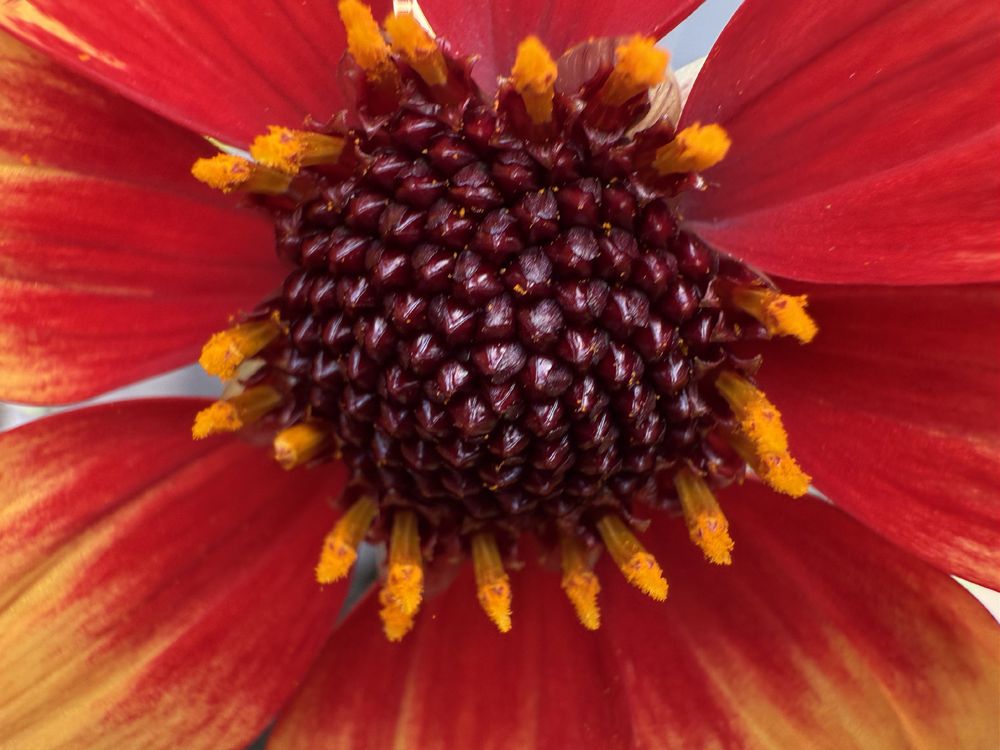 Macro photo of the centre of a dahlia flower. The middle is deep burgundy and there are bright orange stamens and the petals are crimson fading to bright orange