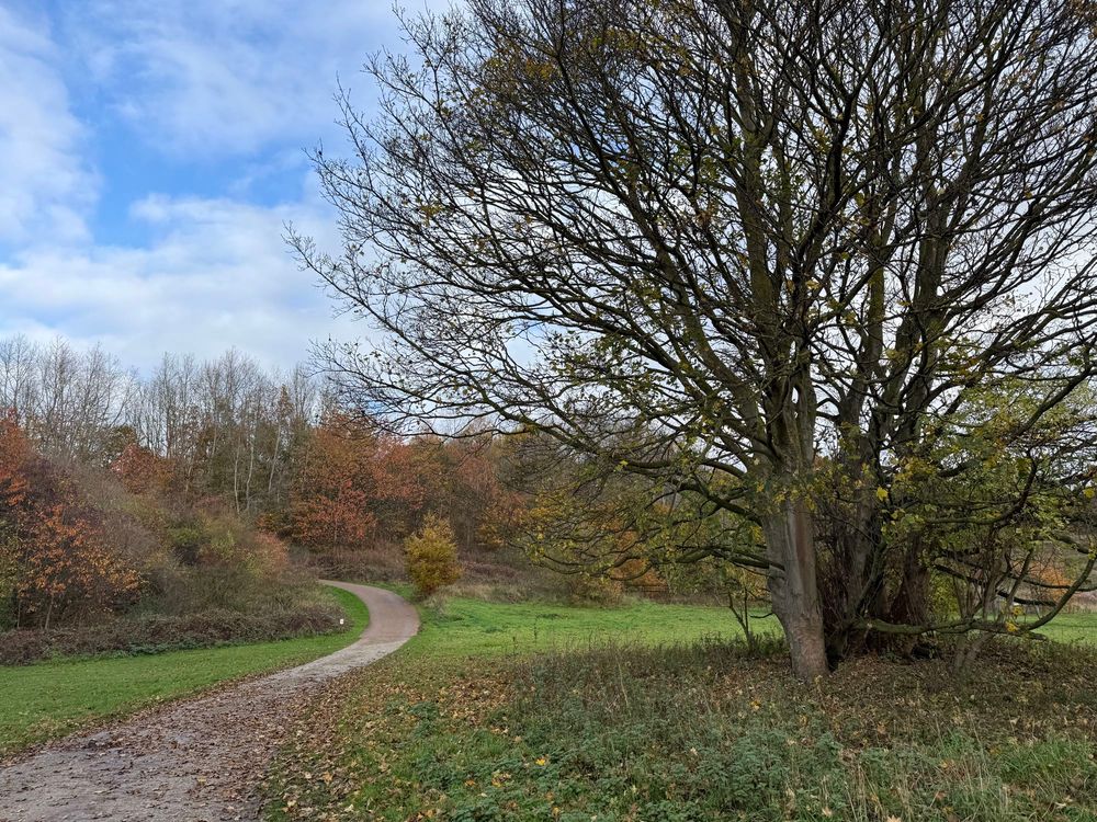 Phot of a path winding through a park. There is a large tree to the right