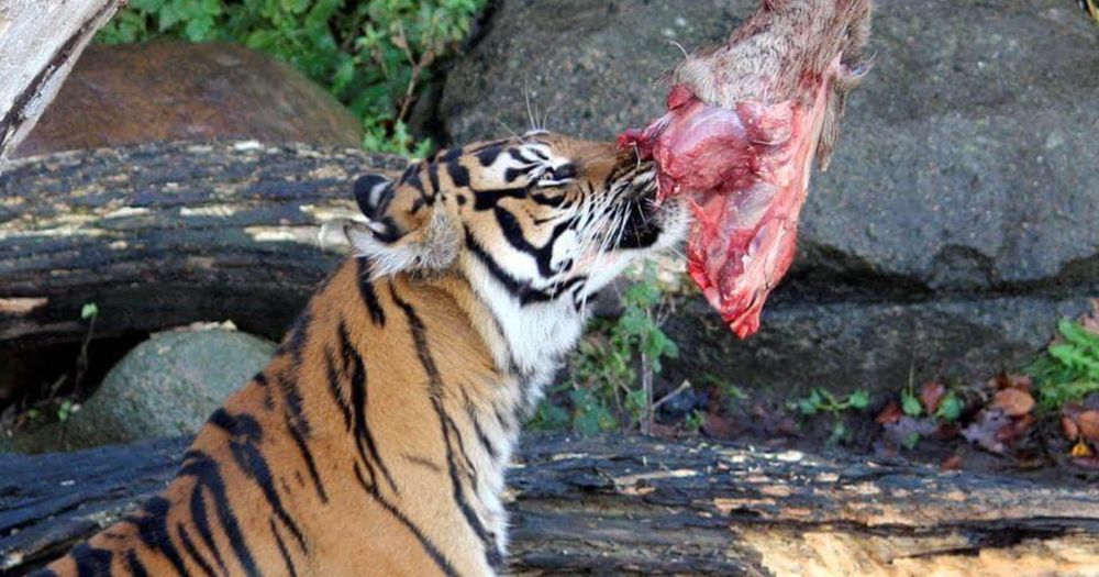 "We have a responsibility to imitate the natural food chain of the animals - in terms of both animal welfare and professional integrity," Aalborg Zoo says.