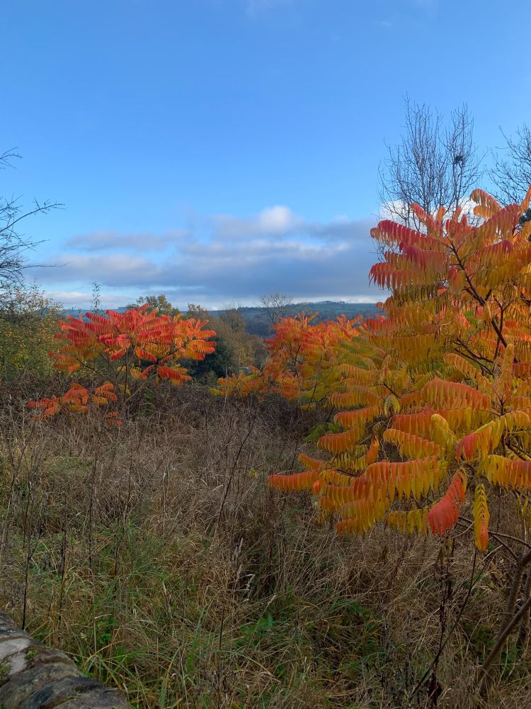Autumnal leaves in oranges and yellows, blue sky with a few white fluffy clouds
