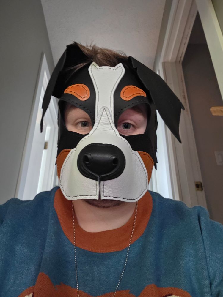 James in a leather pup hood, black nose, white muzzle with orange at the base and orange eyebrows, black base color and floppy ears. Bernese mountain dog. Wearing a knit sweater orange collar with blue base color.