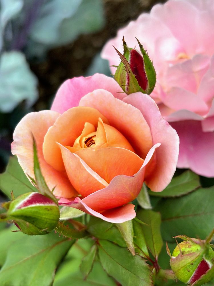 Copper pink rose bud. 
