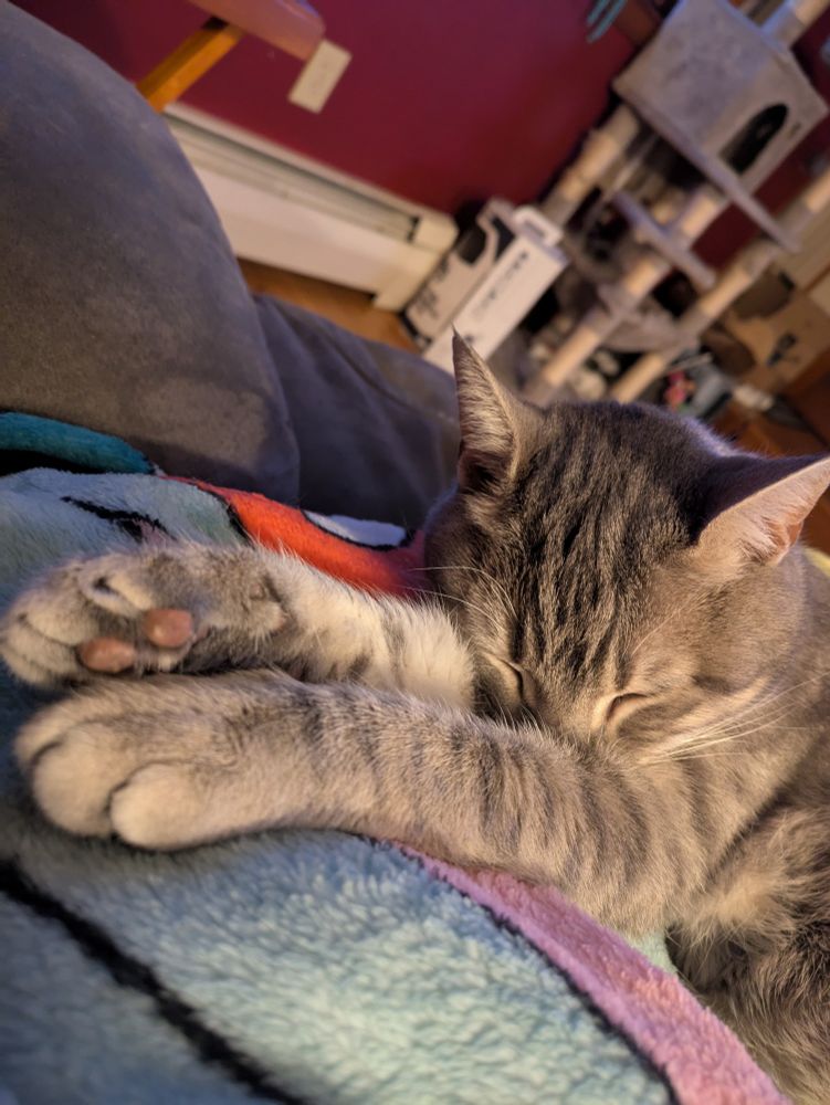Grey and white cat sleeping, paws outstretched with head resting on front legs