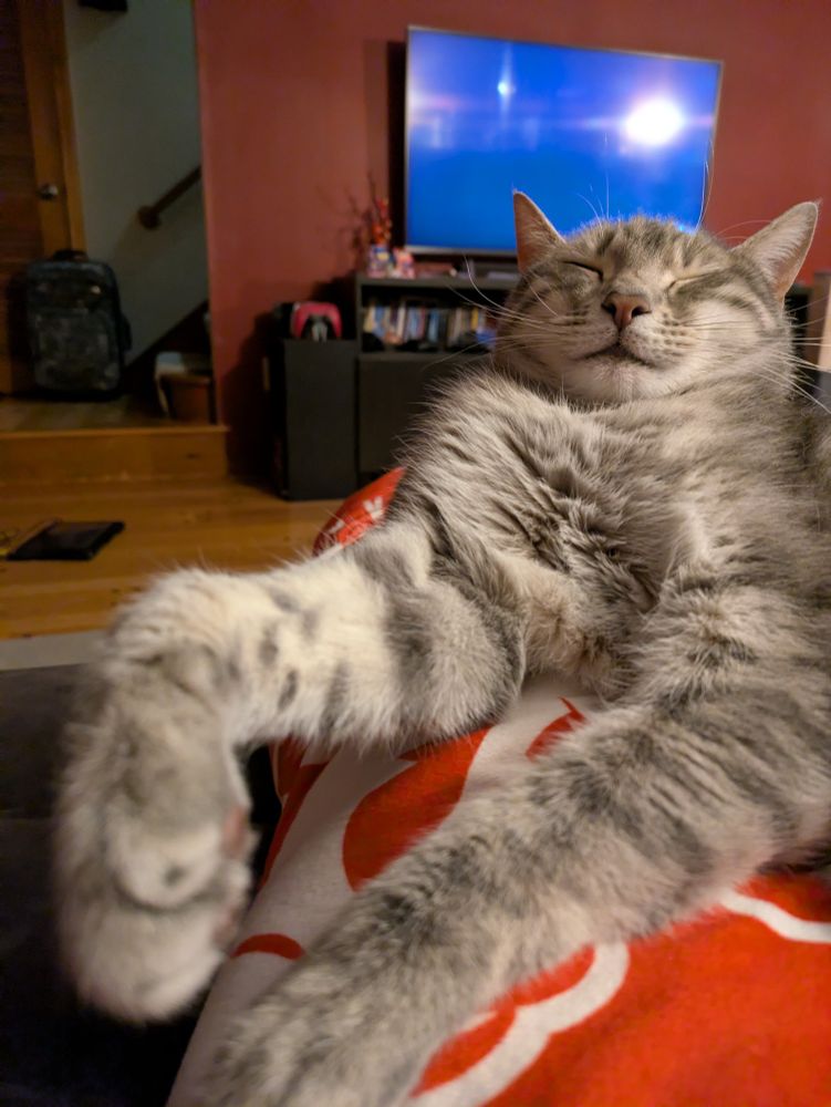 Sleeping cat, looking weird
