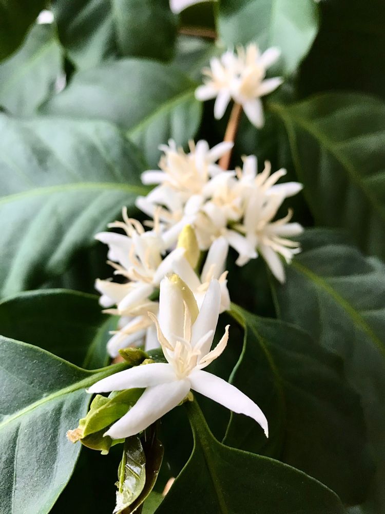 Weiße Blüten an einer Kaffeepflanze