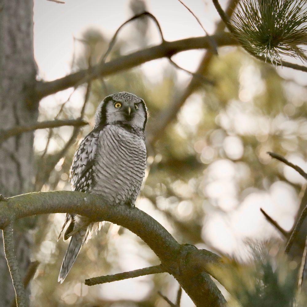Eine Eule mit feinen schwarz-weißen Streifen auf Brust und Bauch sitzt im Nachmittagslicht in einer Kiefer.