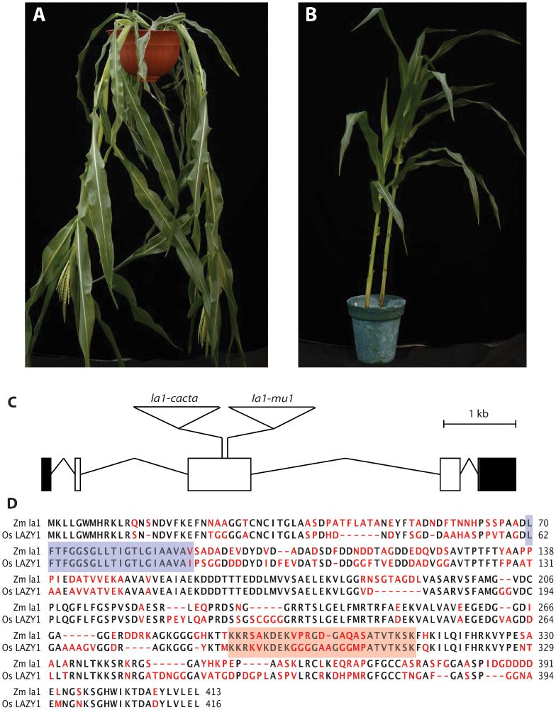 Figure from https://journals.plos.org/plosone/article?id=10.1371/journal.pone.0087053 showing lazy corn hanging from a basket on the left and wild-type corn growing straight on the right. Below is a gene diagram showing transposon insertions in an exon of the lazy1 gene, and some DNA sequence gibberish below.