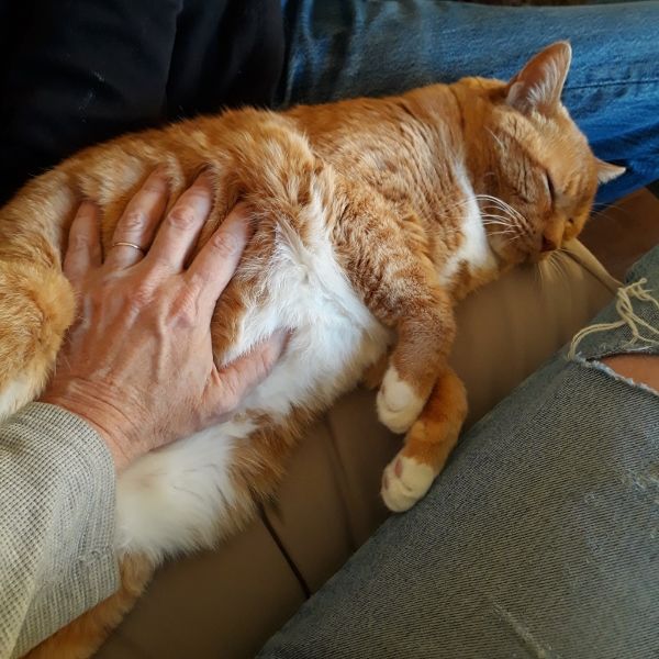 Fat old orange tabby getting a belly rub