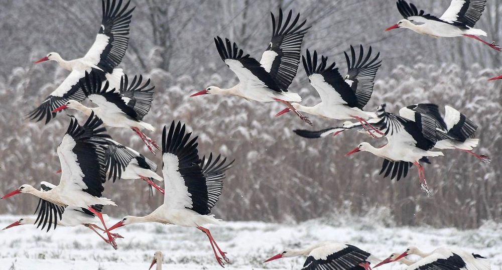 Foto: Bernd Petri, Nabu - Weißstörche in Deutschland bei Schnee