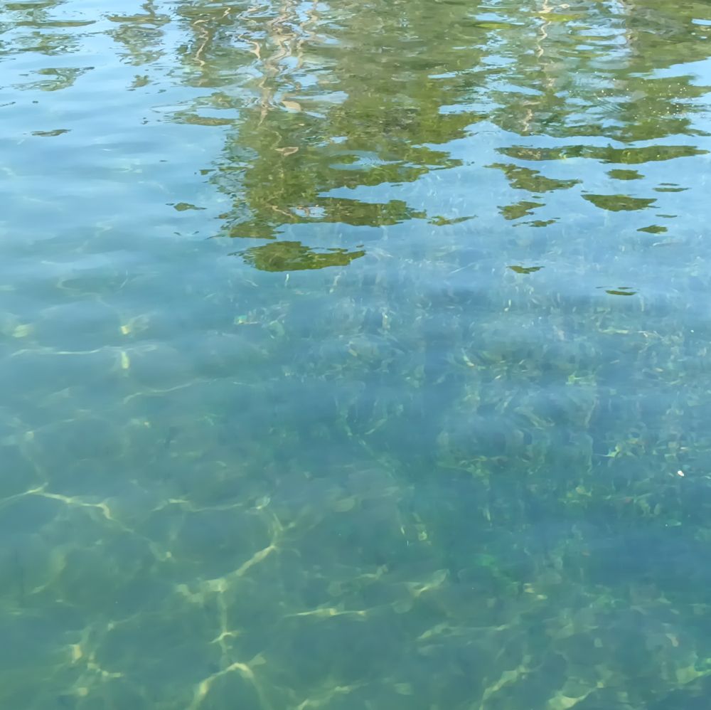 A picture of the water where it is very shallow. You can see the light play off the sandy bottom and there is seaweed growing under the water on the right side. You can see pine trees reflected in the water as well.