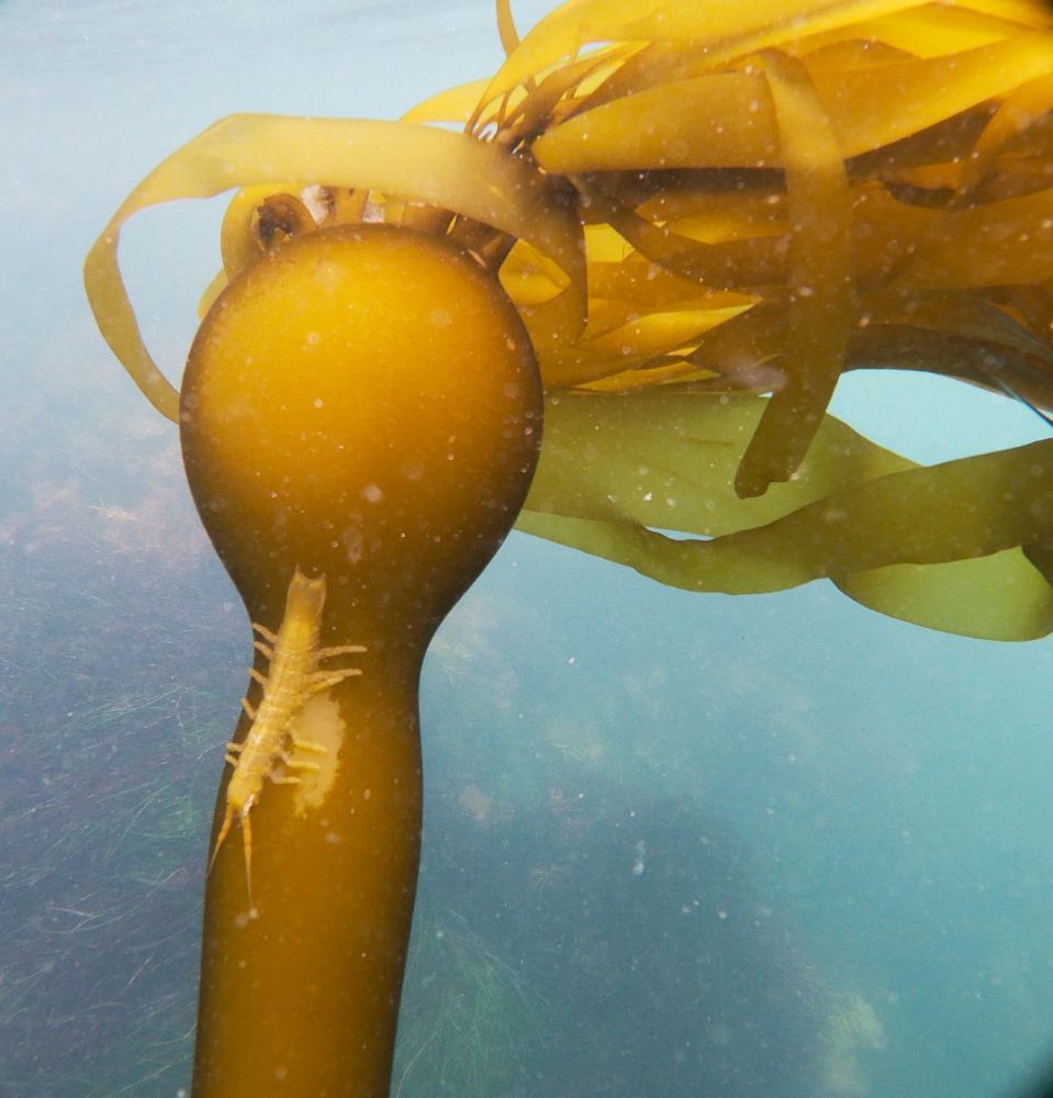 An isopod grazes the top of a bull kelp stipe.