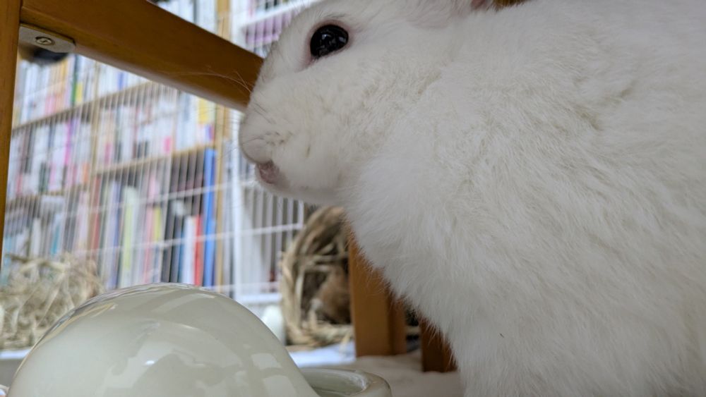 お湯で顎ビチャビチャのうさぎ