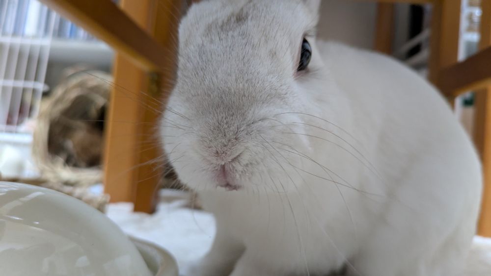 白湯ぐびぐびするうさぎ