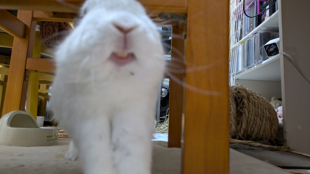 うさぎのあくびのはじめのところ