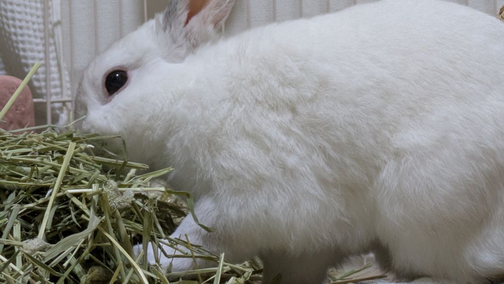 チモシーを食べるうさぎ