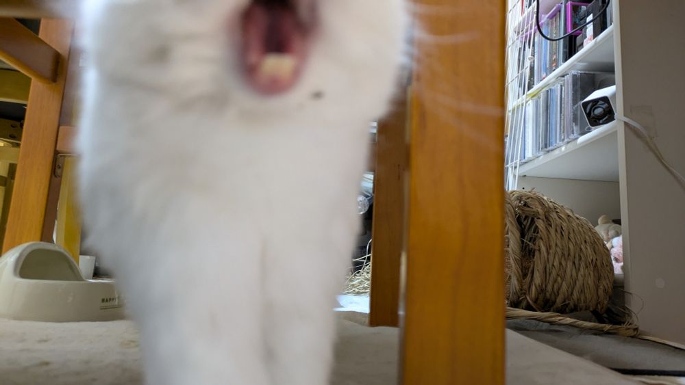 うさぎのあくびの最中