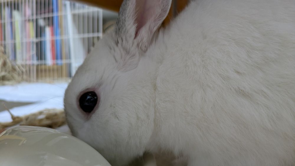 お湯を飲むうさぎ