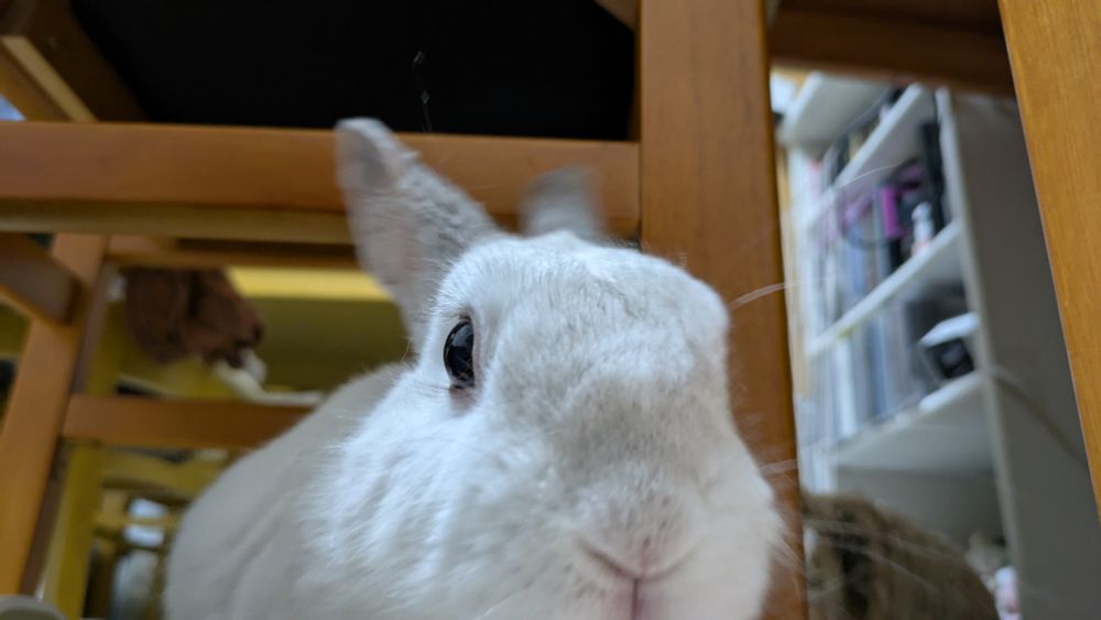 うさぎのあくび後の縮み
