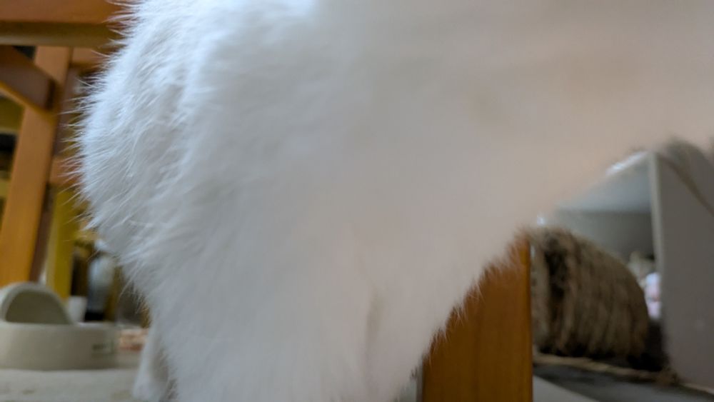 うさぎのあくび後の伸び
