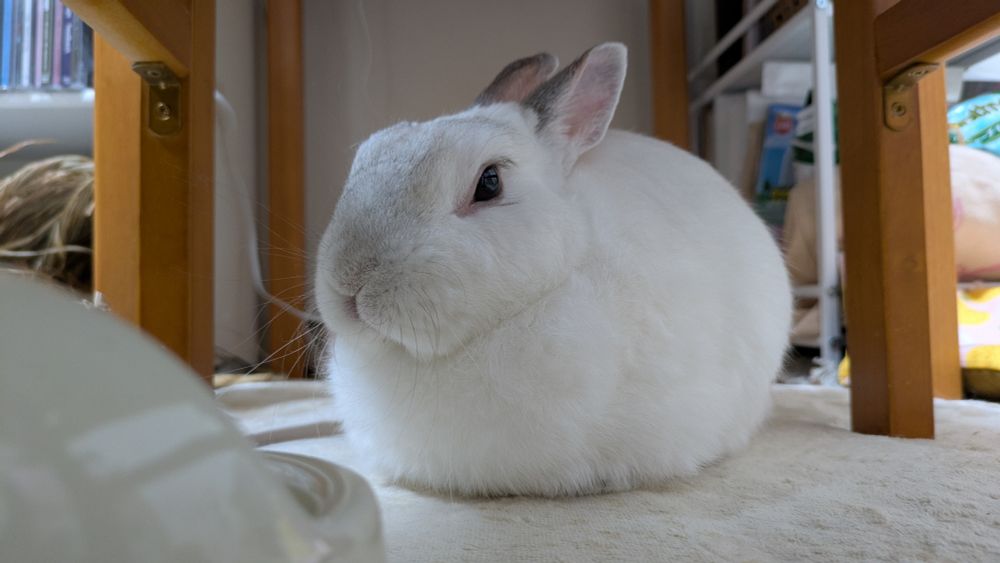 丸まっているおもちのようなうさぎ