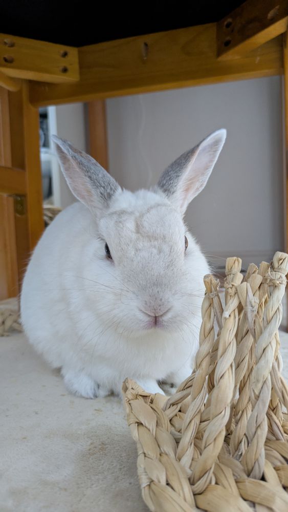 うさぎと新しいバナナのおもちゃ