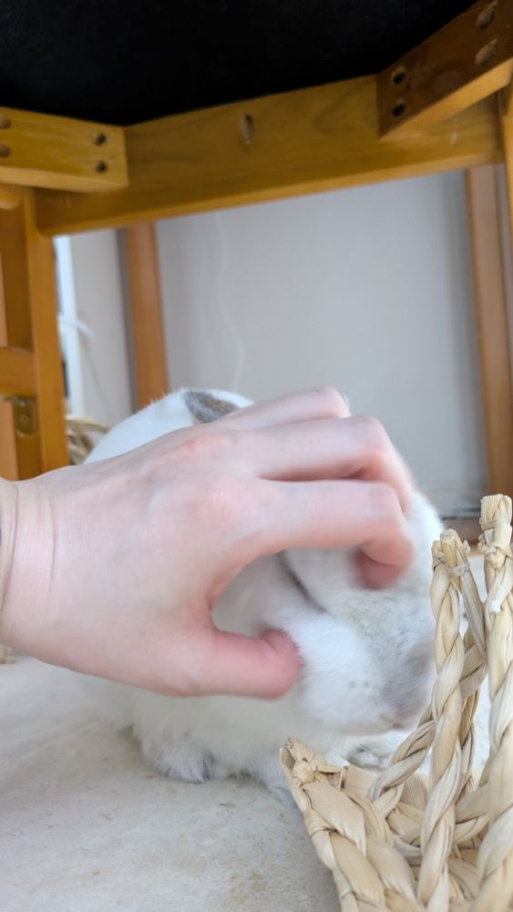 うさぎのおでことほっぺをカイカイ中