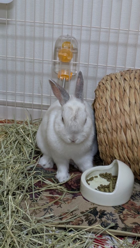 仁王立ちのうさぎ