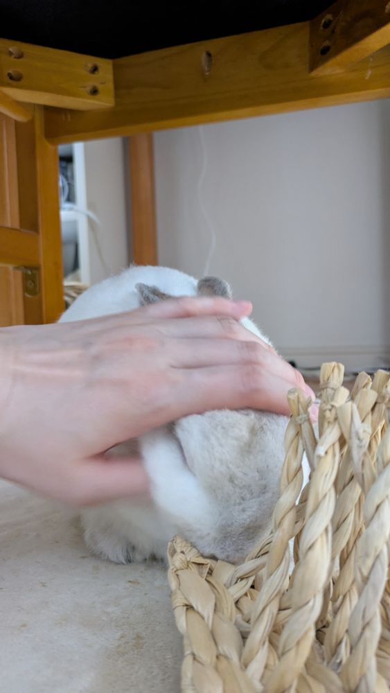 うさぎを撫でている