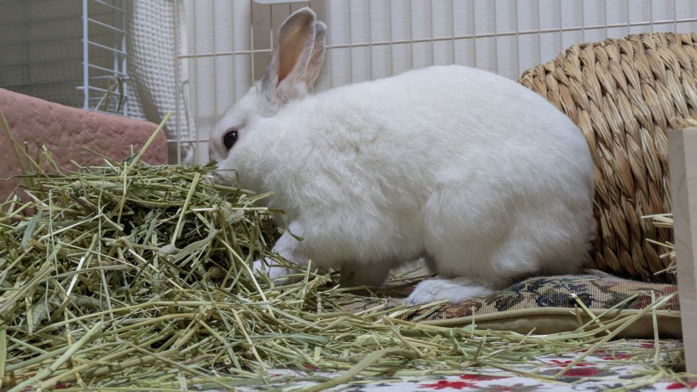 チモシーの山に鼻から突っ込むうさぎ
