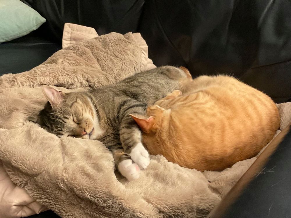 Two tabby cat brothers sleeping on a fuzzy blanket, a brown and grey one with his face towards us, and an orange one curl up under his brother's front paws.