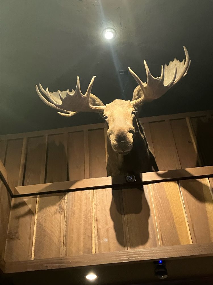 A moose head looking over a wooden railing. 