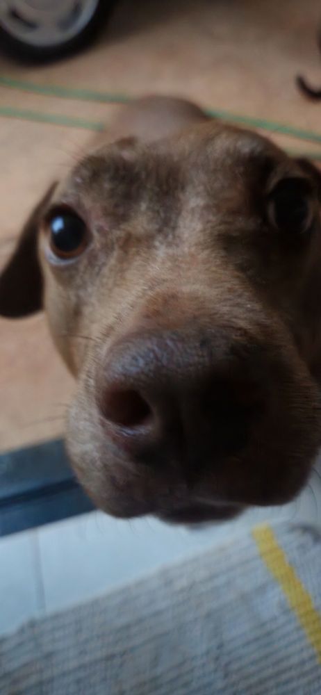 Foto de uma cachorra marrom escuro com o focinho bem próximo a câmera. 