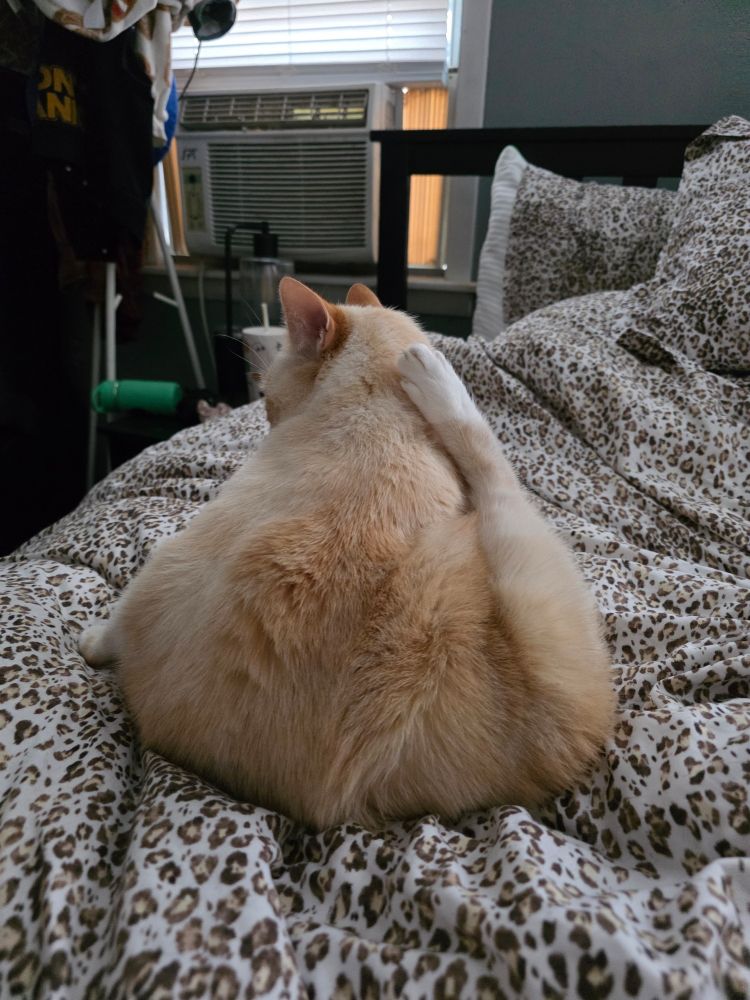 light orange colored cat facing away from the camera with their back leg  up and touching the back of their neck while laying on leopard print sheets